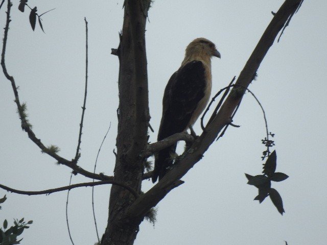Yellow-headed Caracara - ML157132411