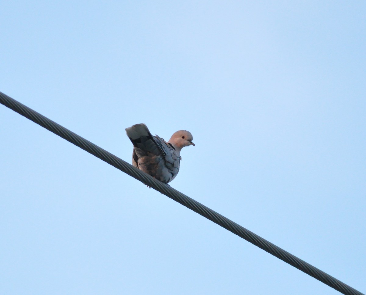 Eurasian Collared-Dove - ML157133581