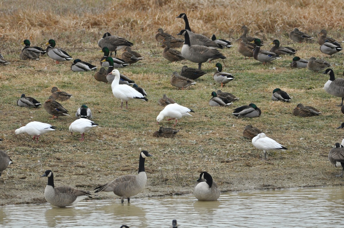 Ross's Goose - ML157133661