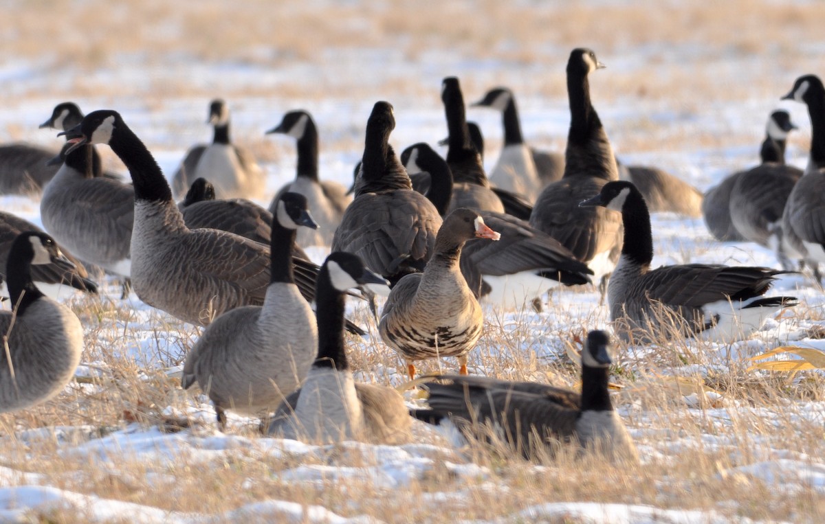 Greater White-fronted Goose - ML157133691