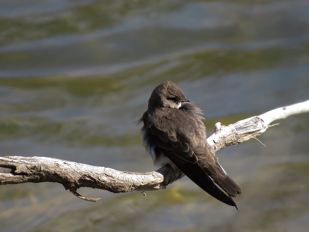 Northern Rough-winged Swallow - ML157137411