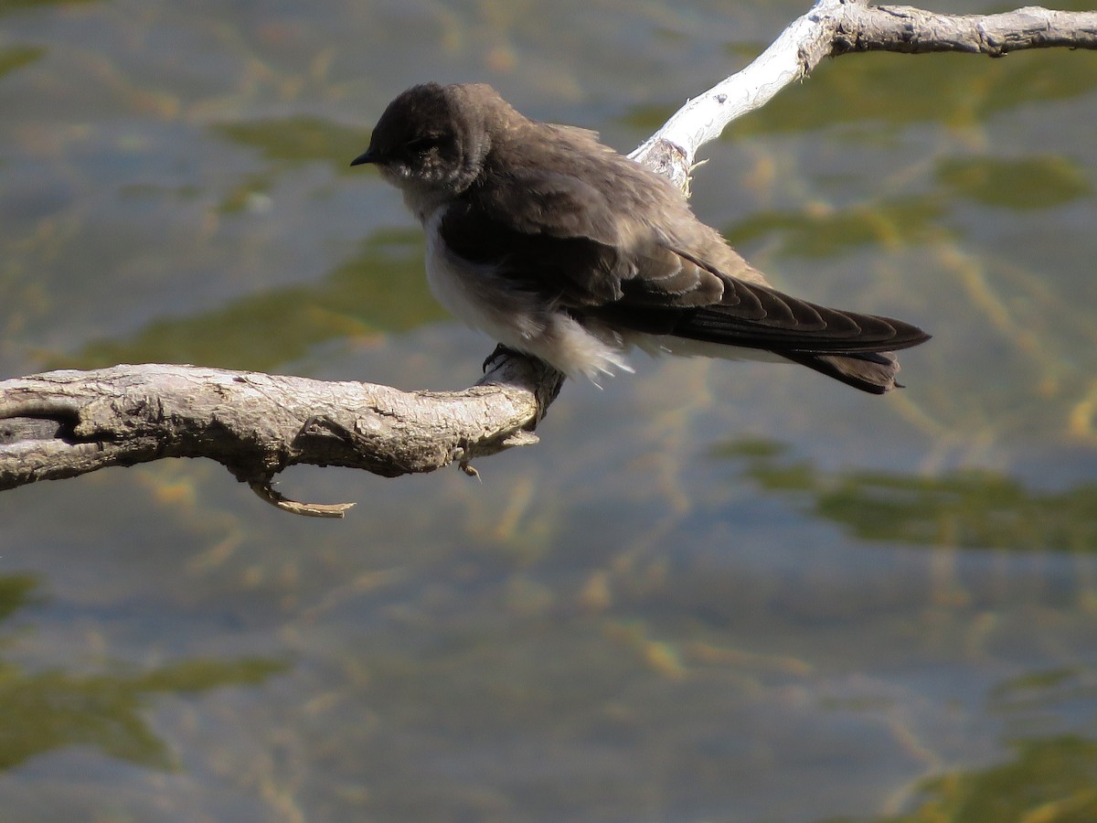 Northern Rough-winged Swallow - ML157137431