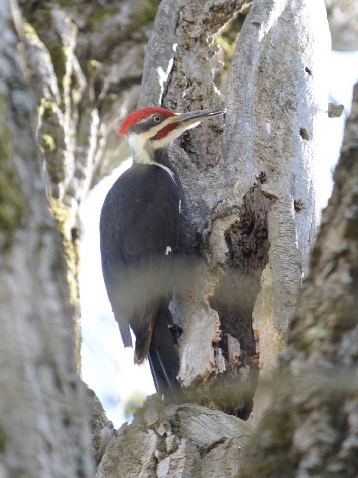 Pileated Woodpecker - ML157137791