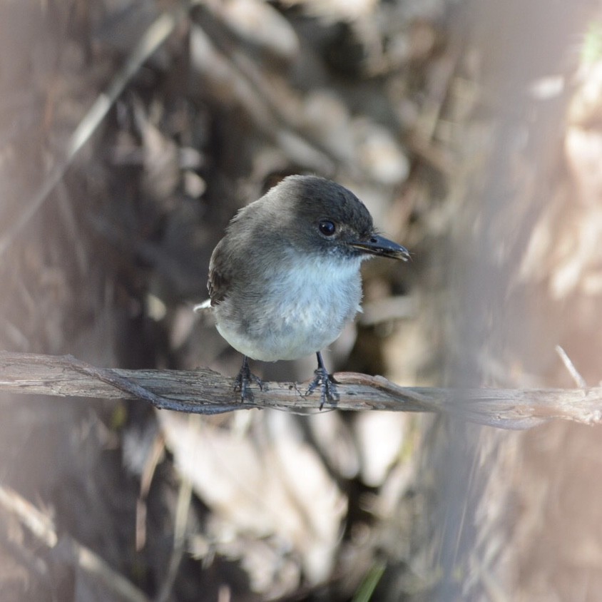 Eastern Phoebe - ML157138241