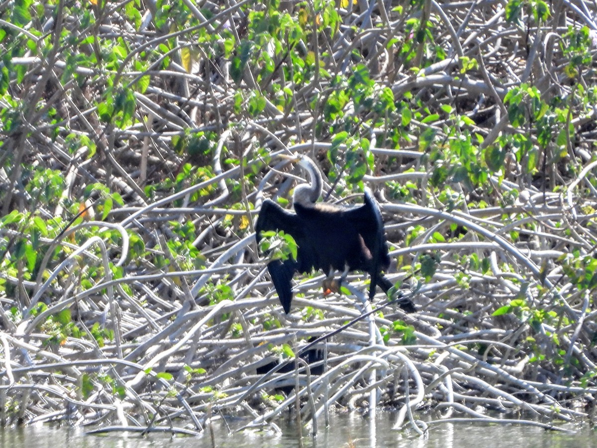 Anhinga Asiática - ML157140481