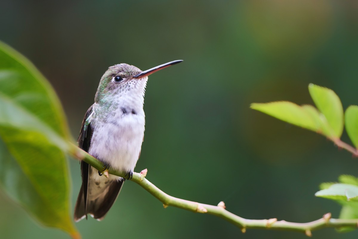 White-bellied Hummingbird - Jorge  Quiroga