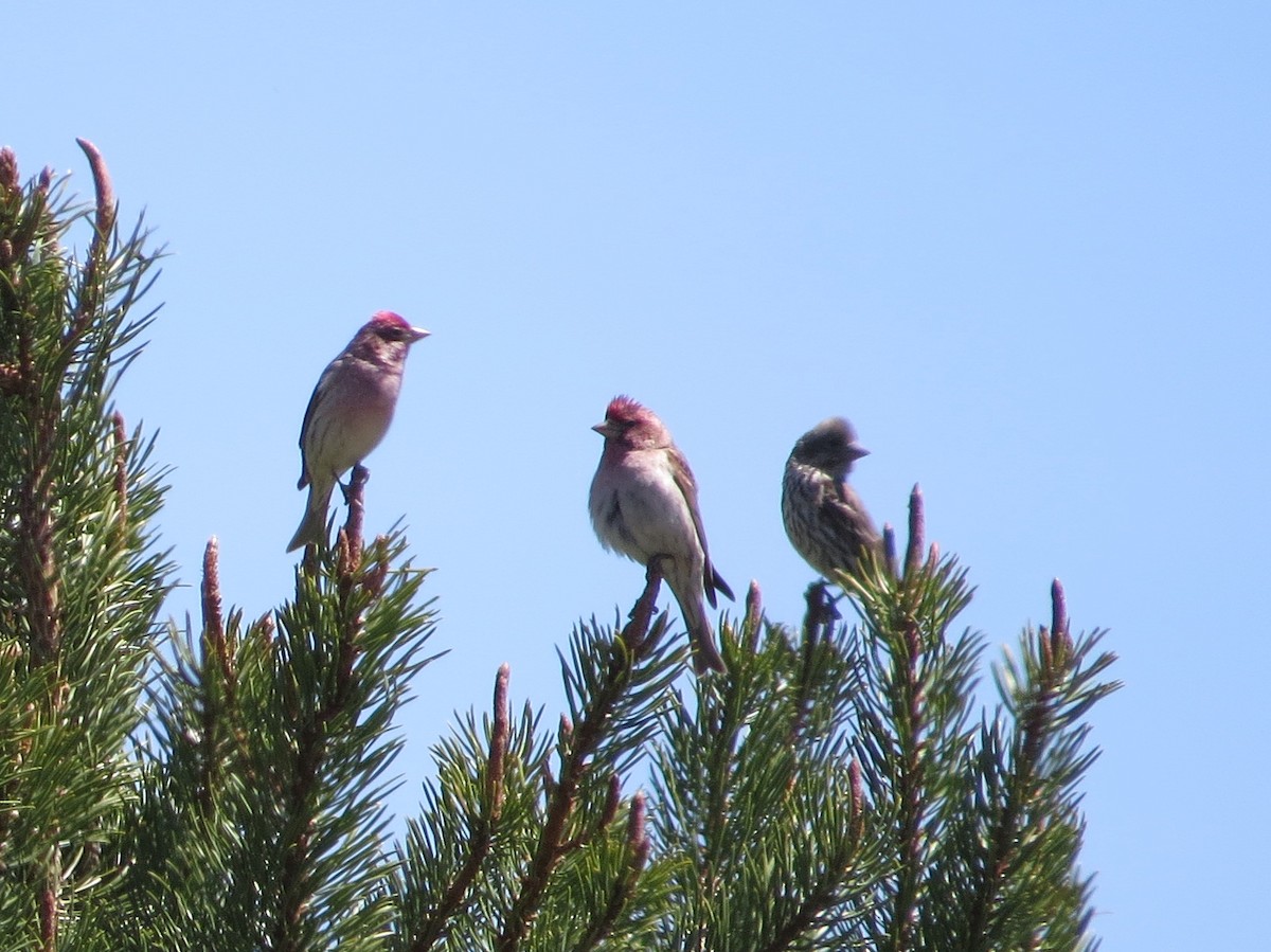 Cassin's Finch - Vickie Buck