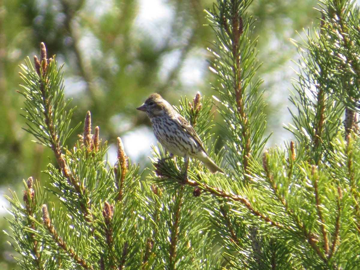 Cassin's Finch - ML157142971