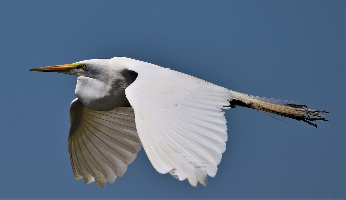 Great Egret - ML157143011