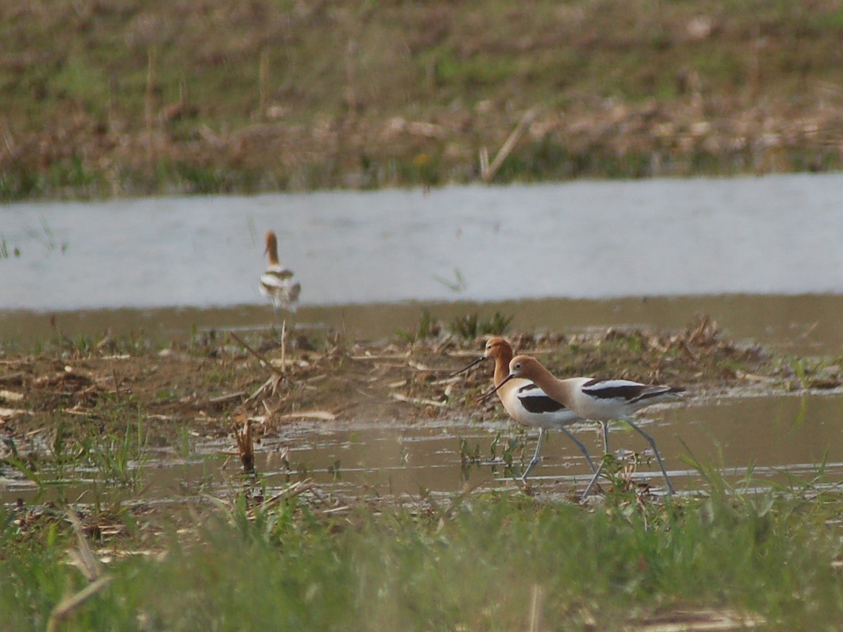 American Avocet - Chris Kargel