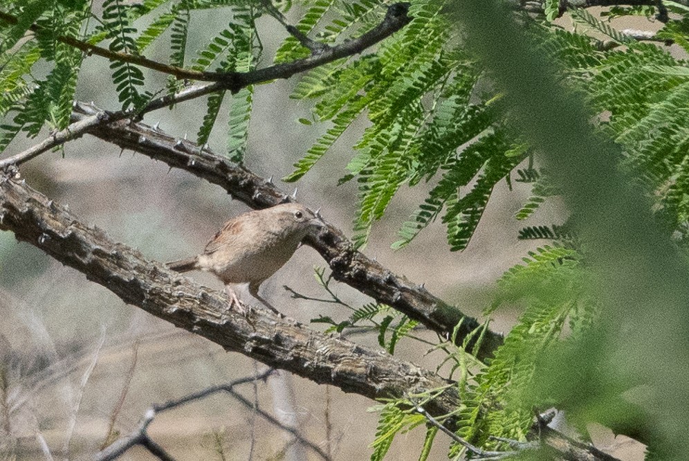 Botteri's Sparrow - ML157144851