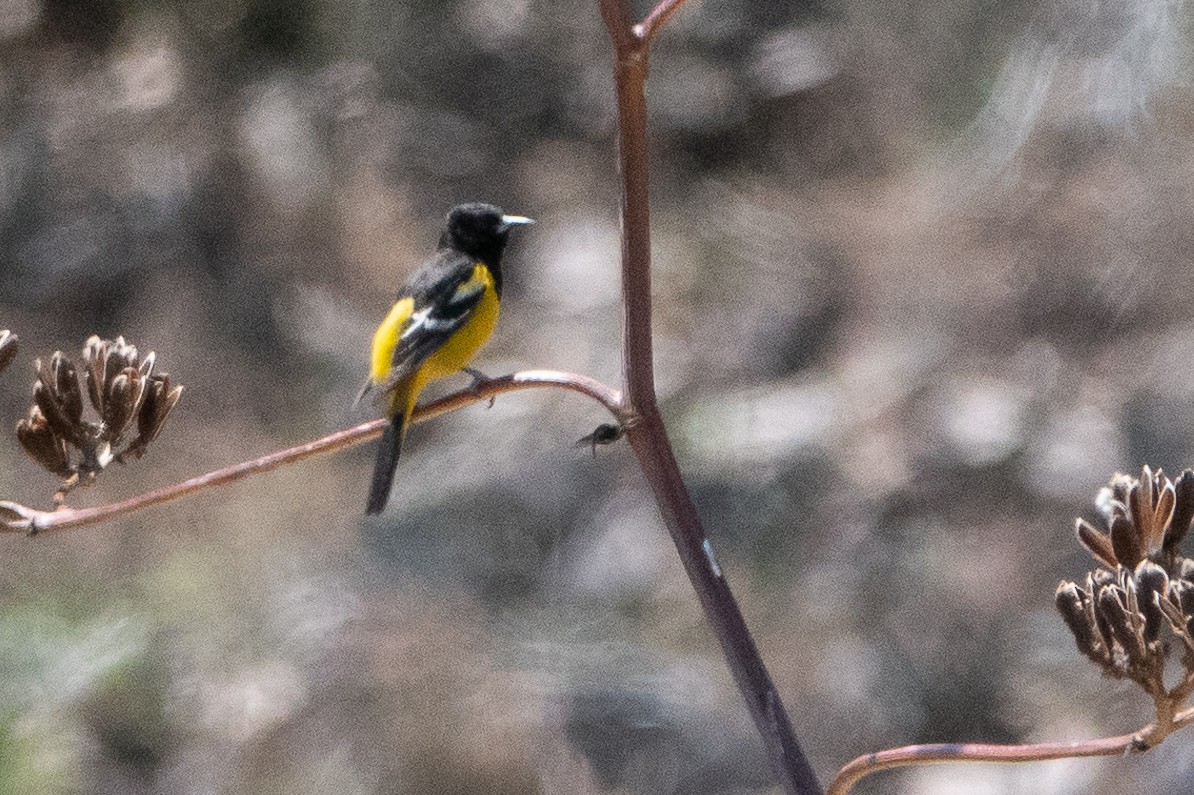 Scott's Oriole - Bob & Bettina Arrigoni