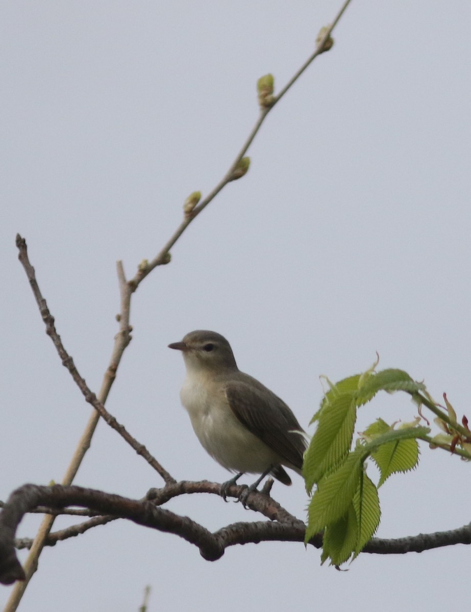 Warbling Vireo - ML157147701