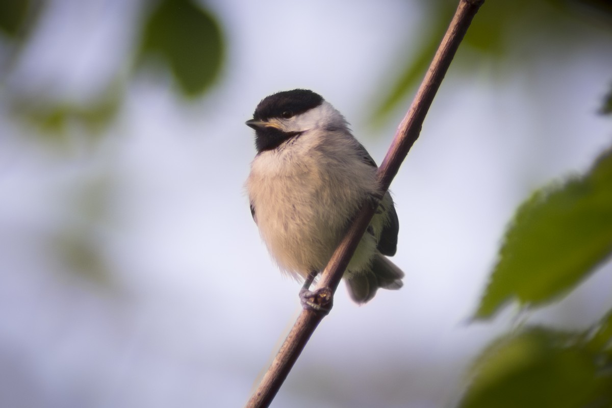 Carolina Chickadee - ML157147721