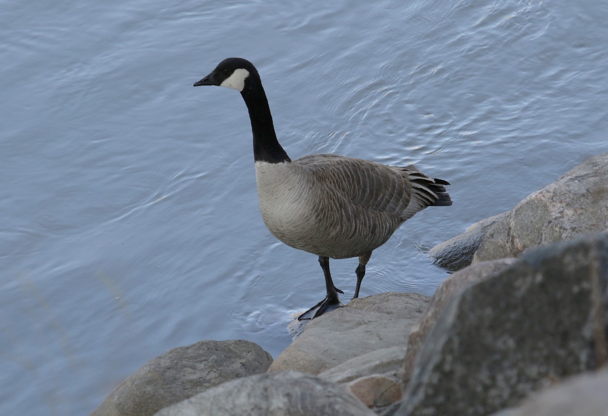 Canada Goose - ML157148261