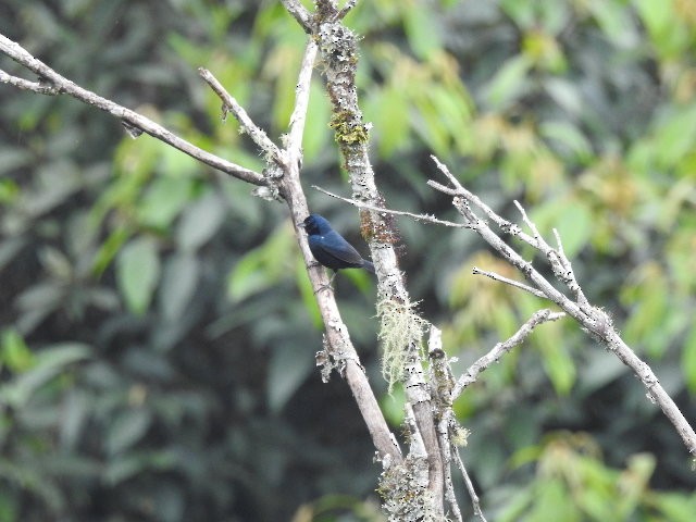Blue-black Grassquit - ML157148341