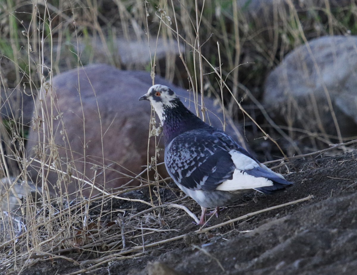 Rock Pigeon (Feral Pigeon) - Myriam Berube