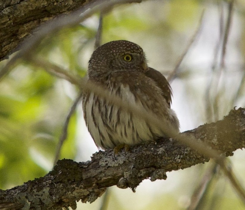 Northern Pygmy-Owl - Susan Pelmulder