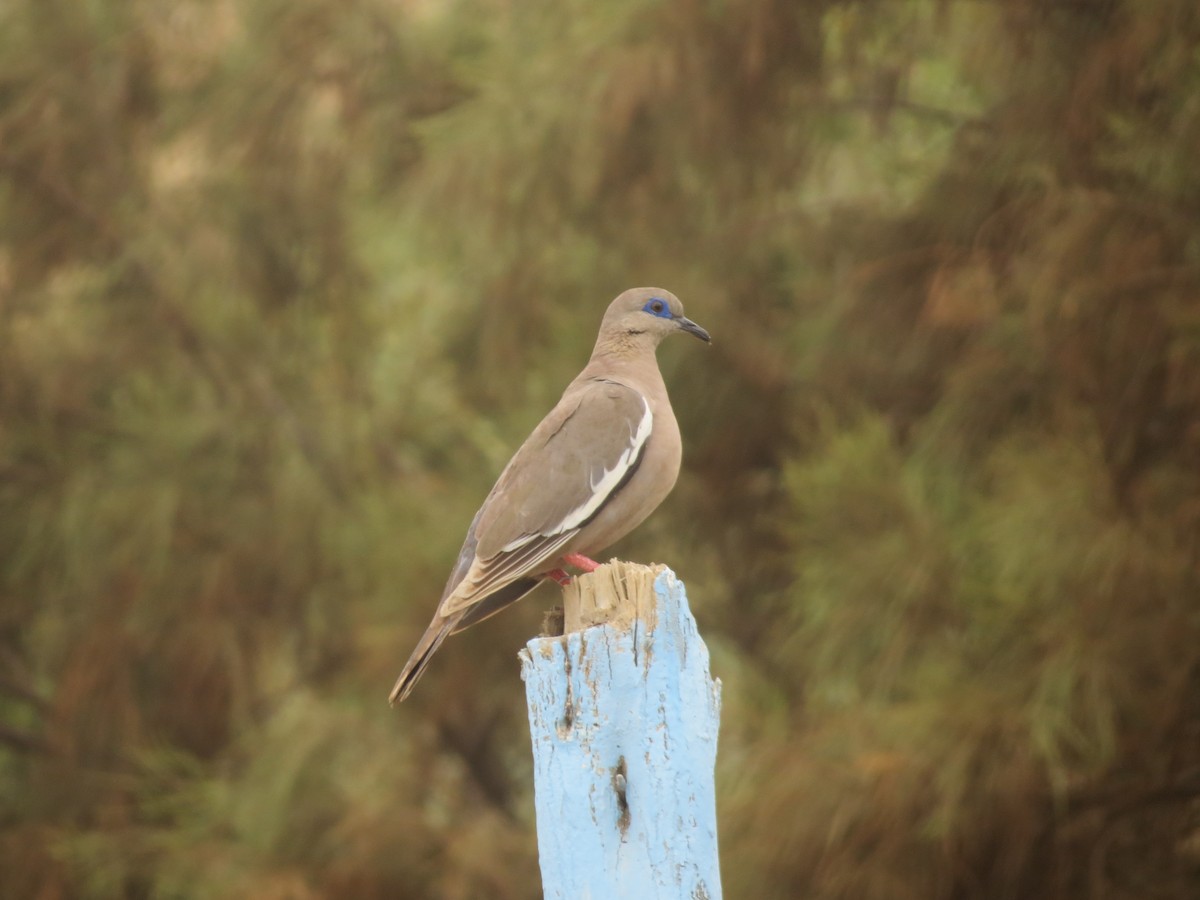 West Peruvian Dove - ML157148771
