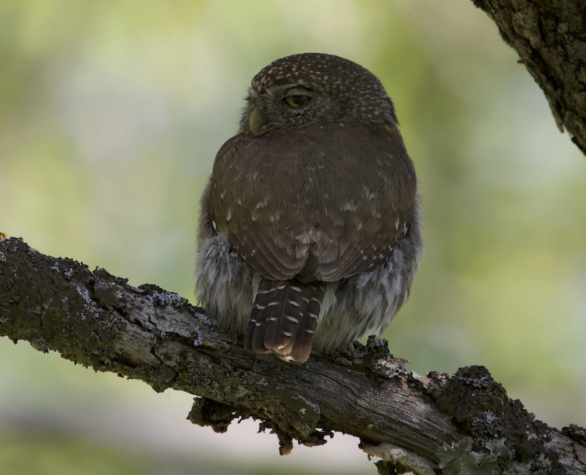 Northern Pygmy-Owl - Susan Pelmulder