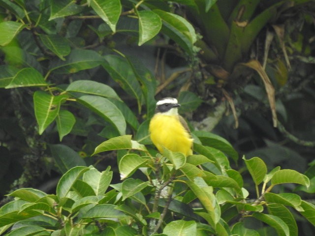 Rusty-margined Flycatcher - ML157149681