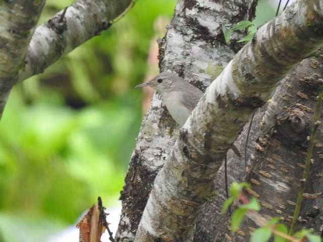 Southern House Wren - ML157150061