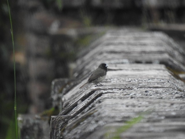 Yellow-bellied Seedeater - ML157150631