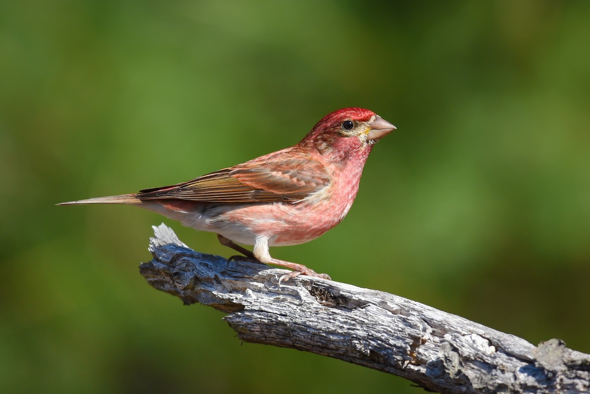 Purple Finch - ML157150781