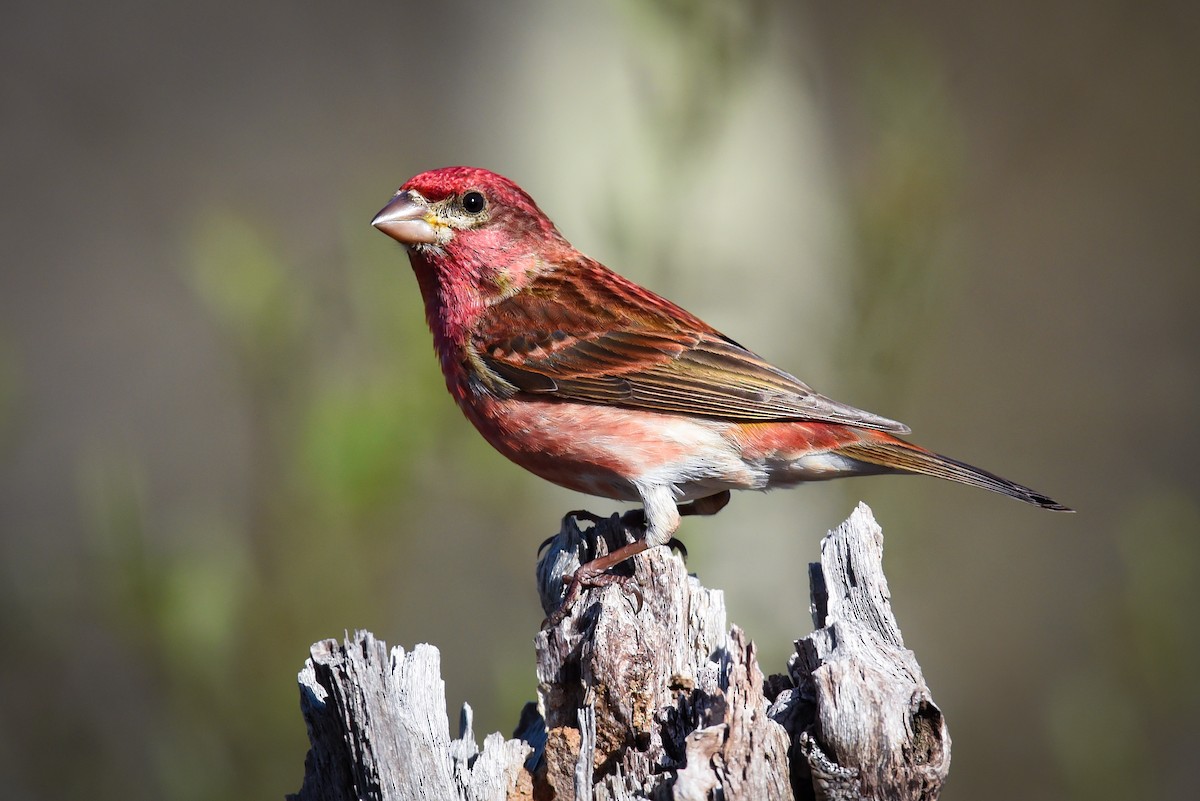 Purple Finch - ML157152491