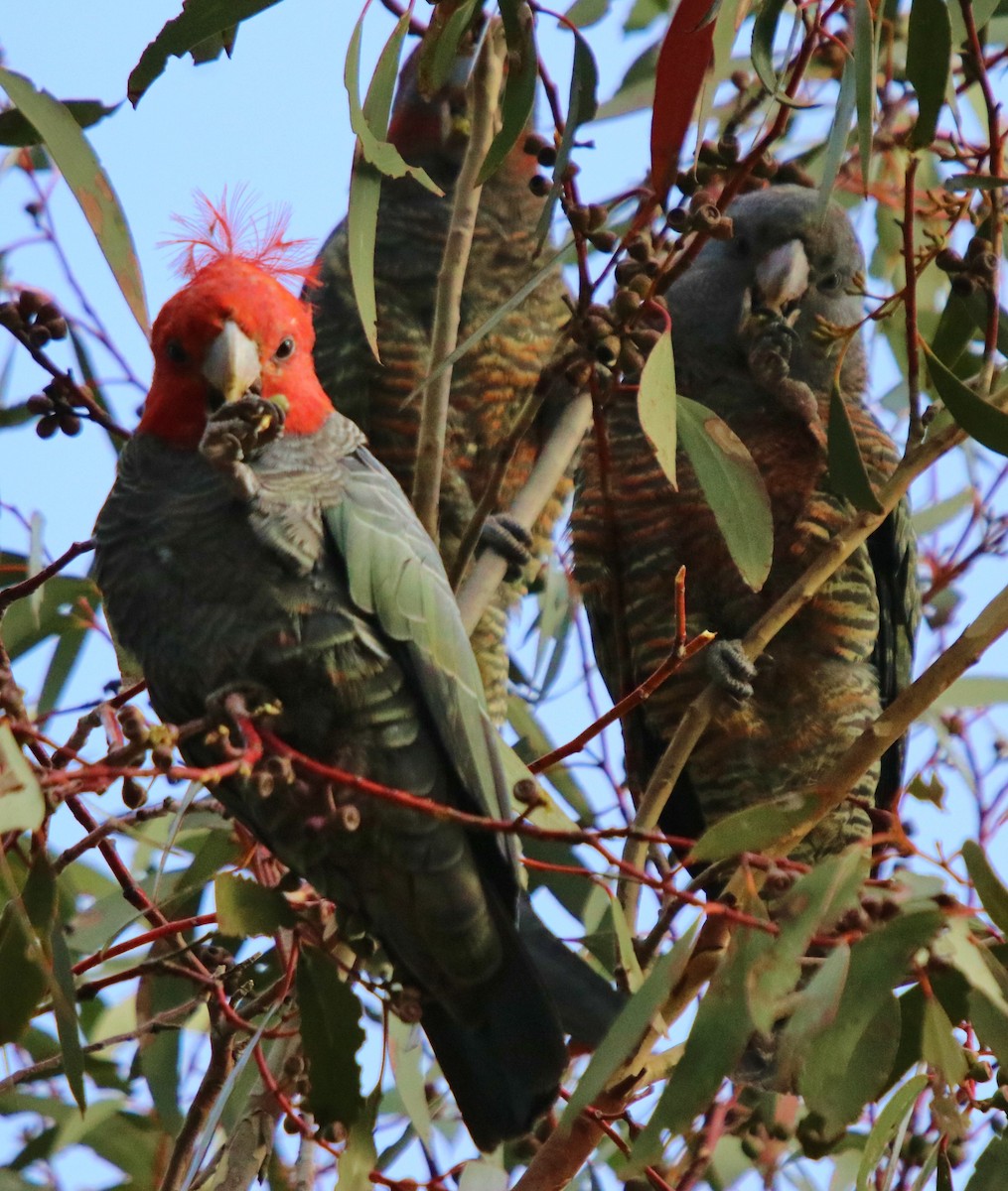 Gang-gang Cockatoo - ML157153501