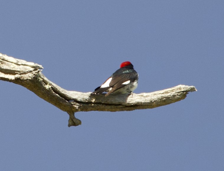 Acorn Woodpecker - Susan Pelmulder