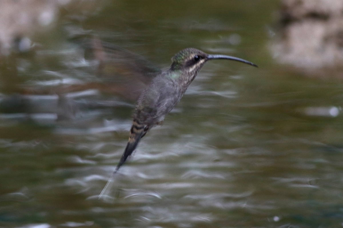 White-bearded Hermit - ML157155721