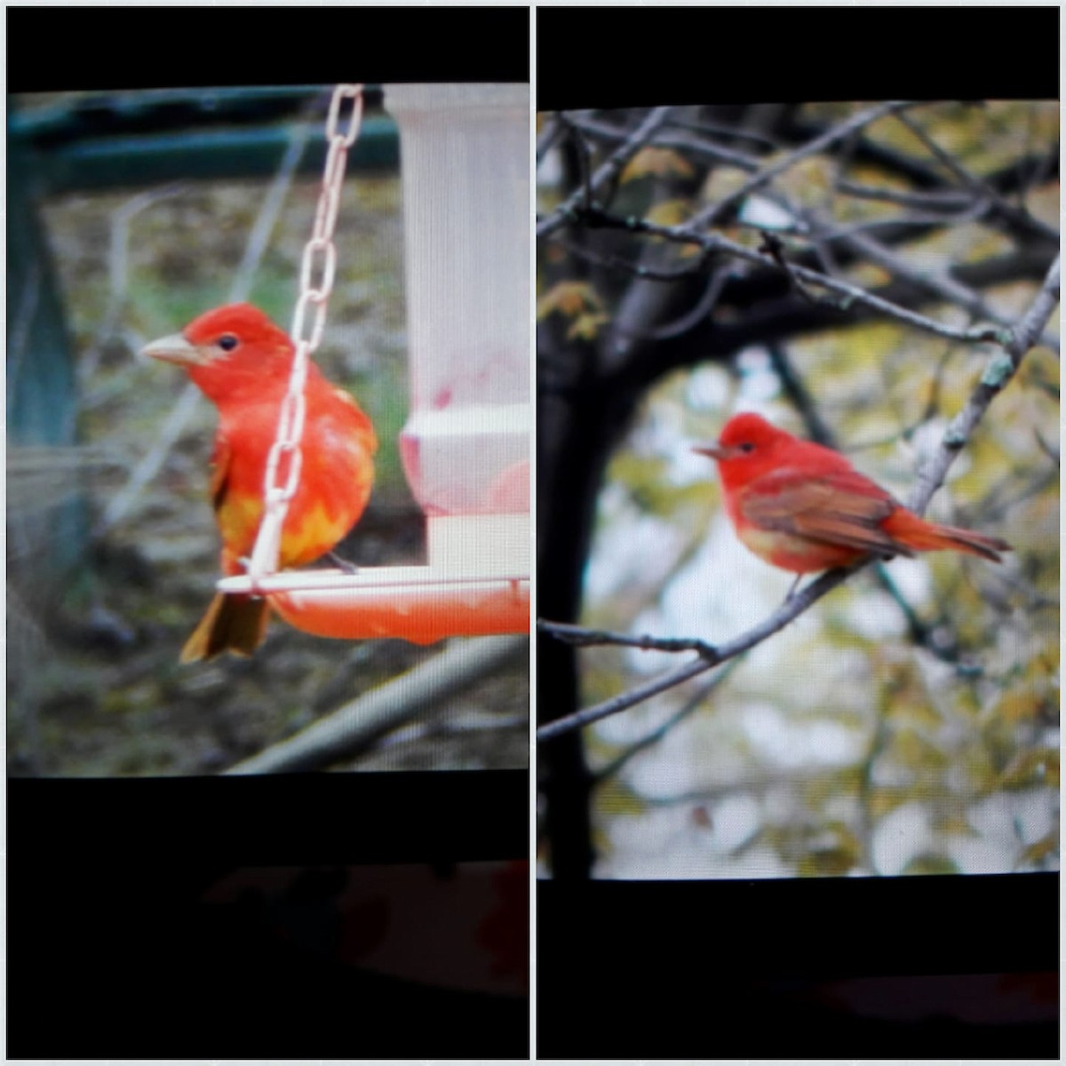 Summer Tanager - WNY Records