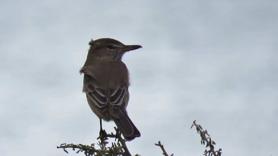 Gray-bellied Shrike-Tyrant - COA ROCA ÑACURUTÚ