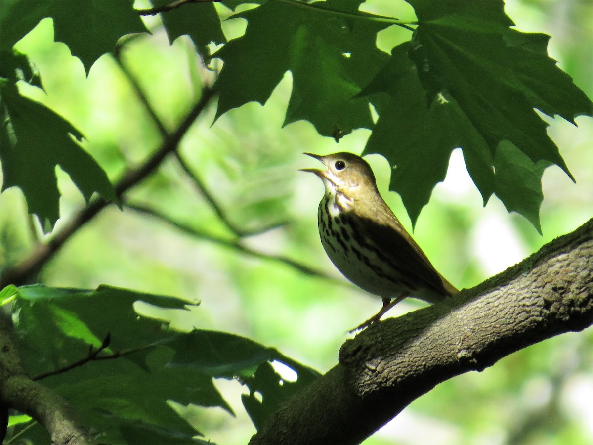 Ovenbird - ML157159311