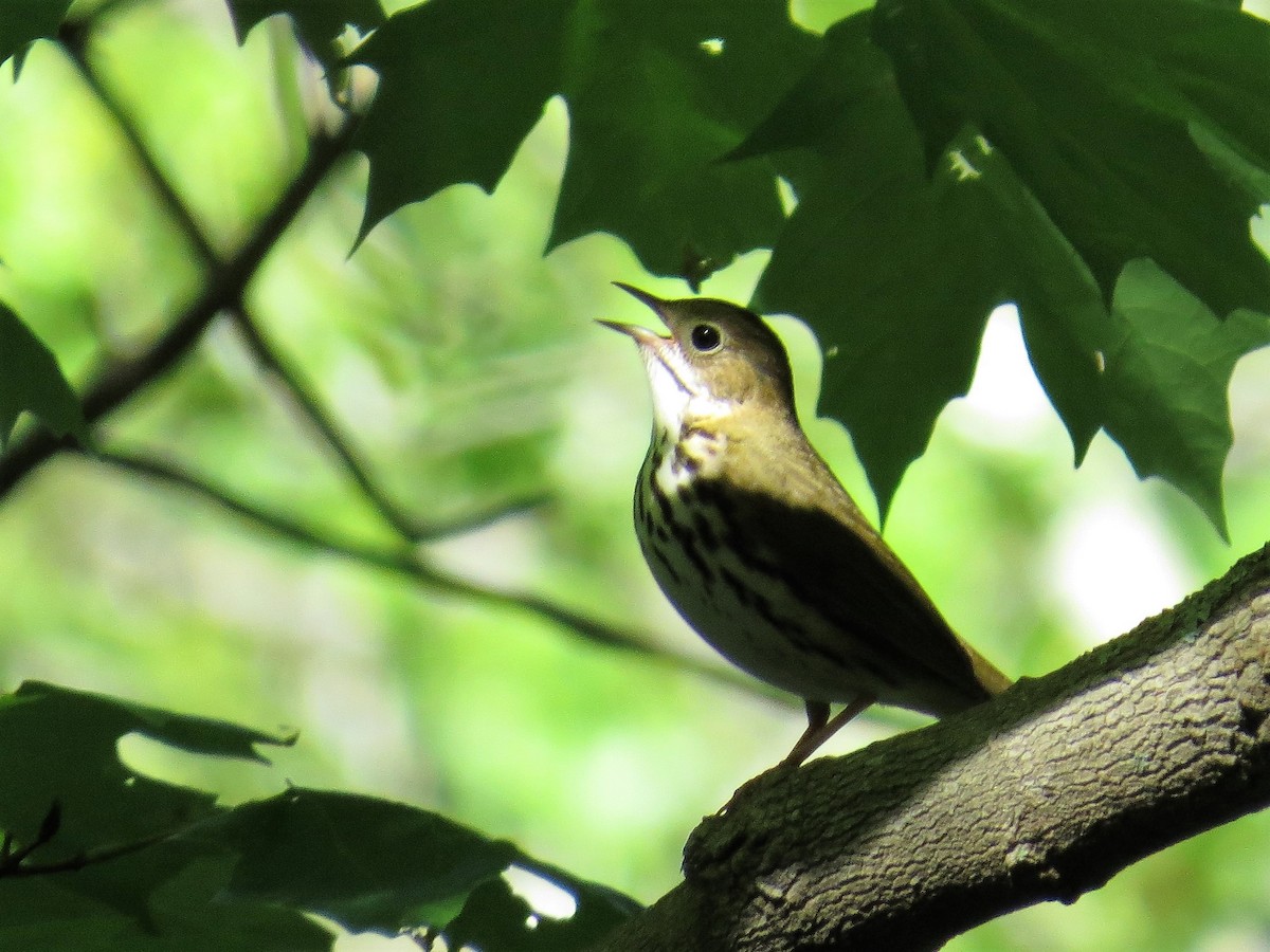 Ovenbird - ML157159341