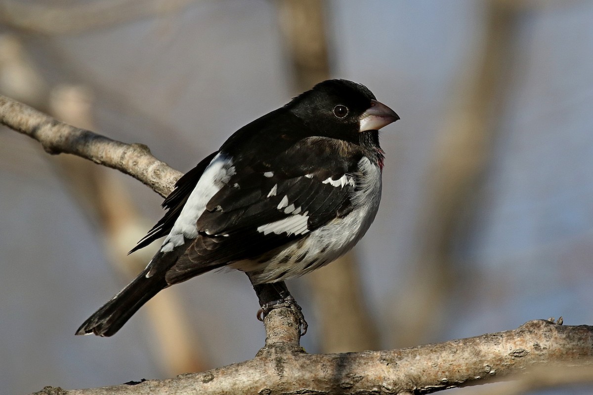 Rose-breasted Grosbeak - ML157160401