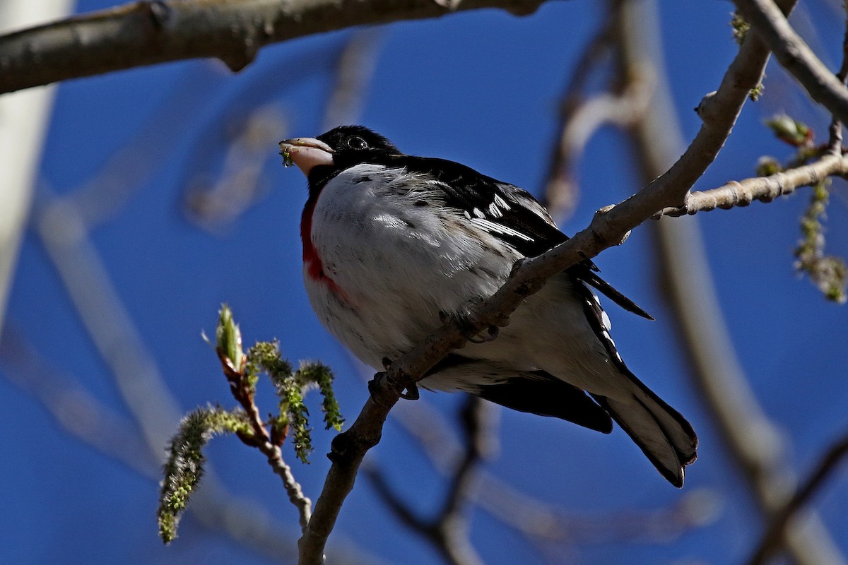 Rose-breasted Grosbeak - ML157160651