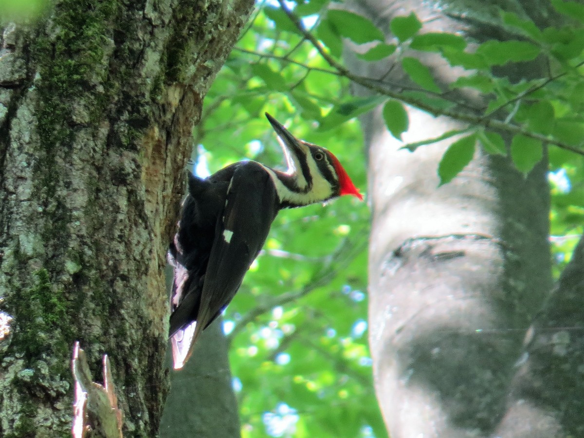 Pileated Woodpecker - ML157161081