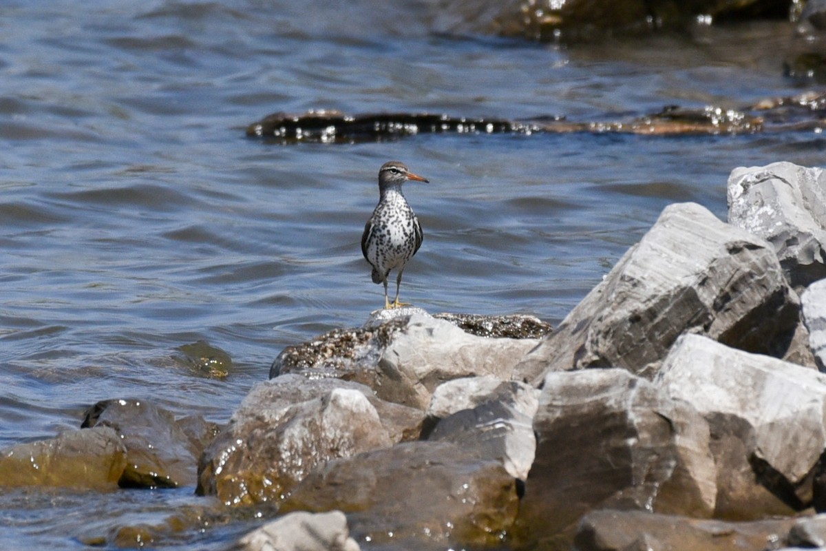 Spotted Sandpiper - ML157161471