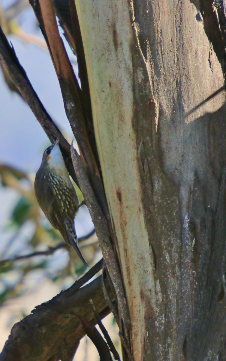 ノドジロキノボリ（leucophaea グループ） - ML157161861