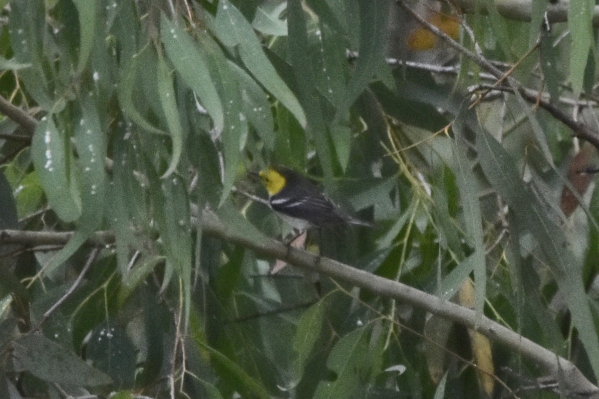 Hermit Warbler - ML157162641