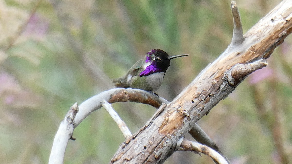 Costa's Hummingbird - ML157163411