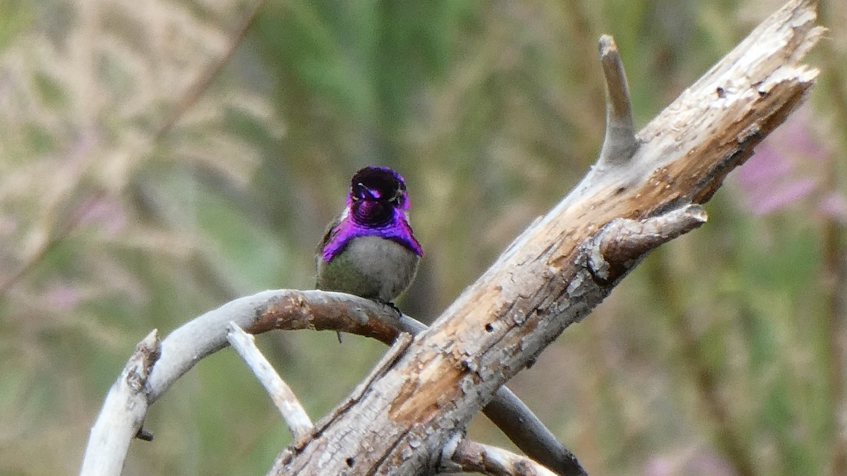 Costa's Hummingbird - ML157163461