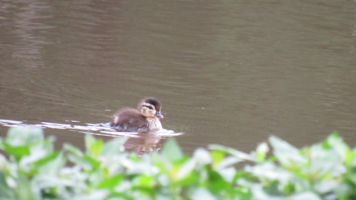 Wood Duck - ML157165421