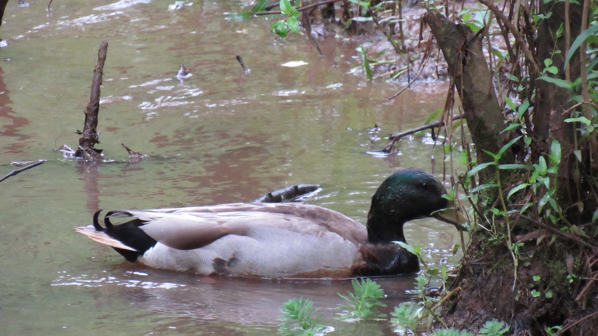 Mallard - ML157165701