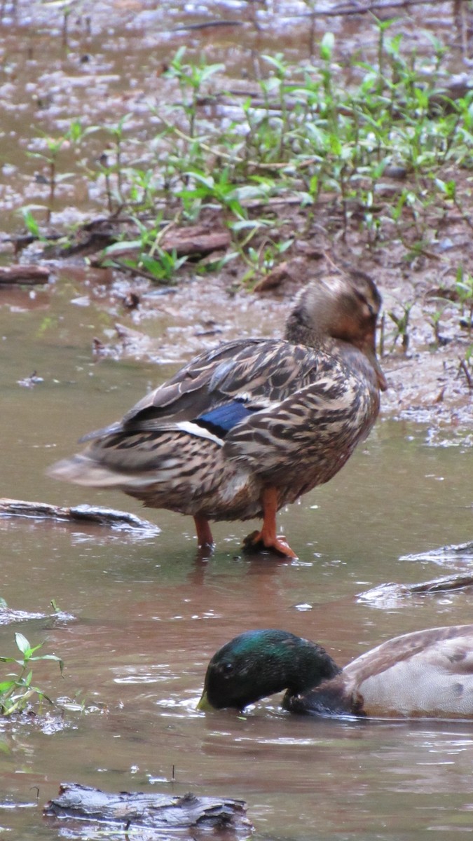 Mallard - ML157165711