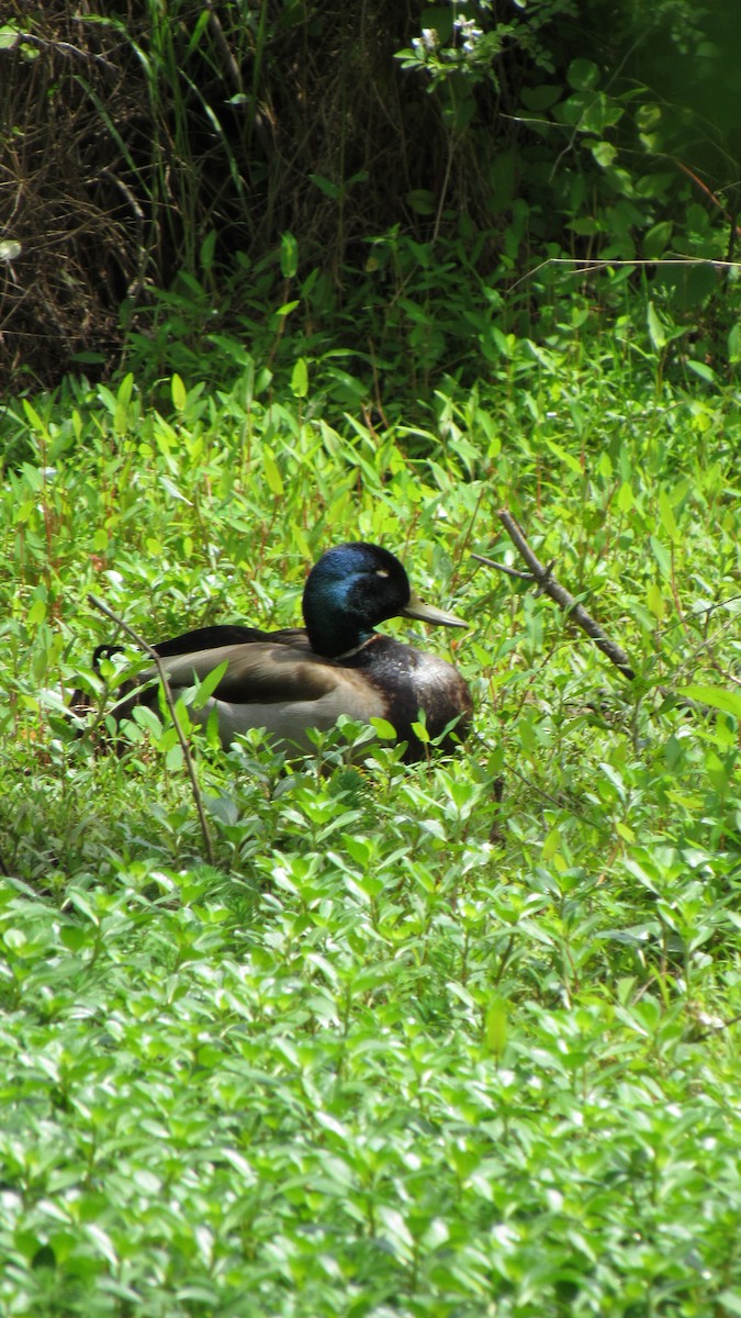 Mallard - ML157166351