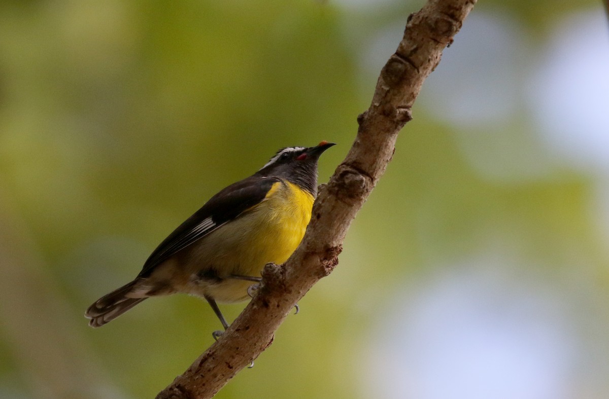 Zuckervogel [flaveola-Gruppe] - ML157166471