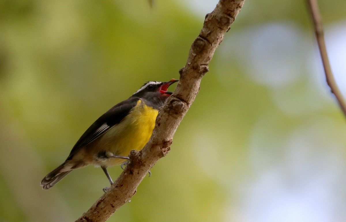 Bananaquit (Greater Antillean) - ML157166481